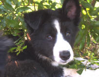 Oreo at 8 weeks old